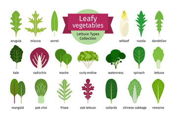 Green vegetables leaf set. Natural salad leaves and herbs isolated on white background. Vector illustration