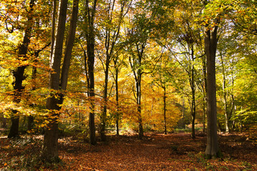 Woodland scene with yellow and brown autumn leaves