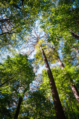 Congaree National Park