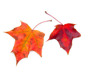 Two colorful autumn leaves on white surface