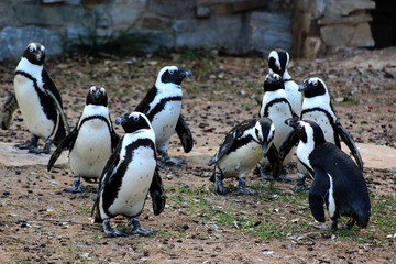 Obraz premium African penguins in the zoo
