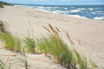 Fototapeta na wymiar Fluffy grass on a background of the beach and sea waves