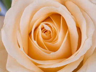 Close up of a yellow rose. Soft focused.