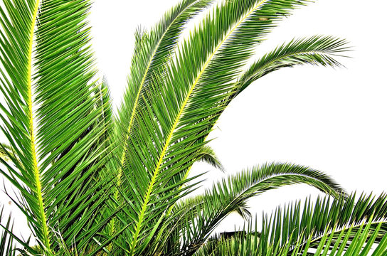 Fresh green palm leaves