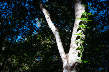 Fototapeta premium Congaree National Park