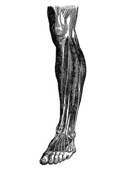 Human leg  musculature, vintage engraving
