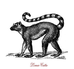Ring tailed lemur, vintage engraving