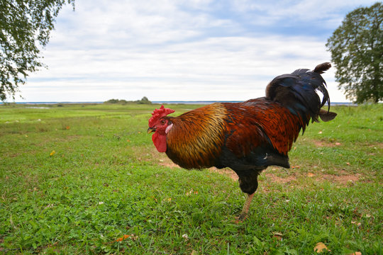 Big bright rooster on the background of meadow