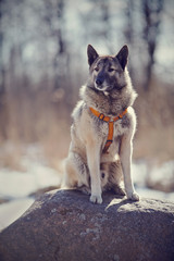 Dog sits on a stone.