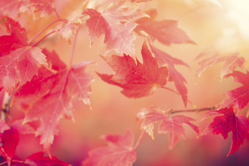 Autumn Thanksgiving Background