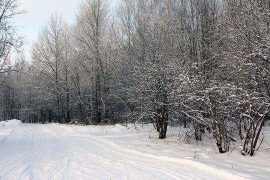 Ski track for skiers in the forest in a winter day