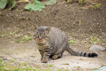 茶トラのノラ猫
