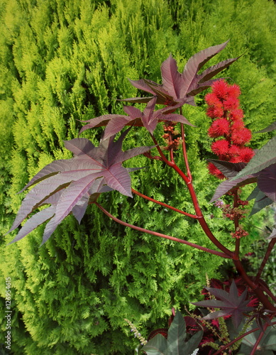 Plante à Fleur Rouge Ricin Stock Photo And Royalty Free