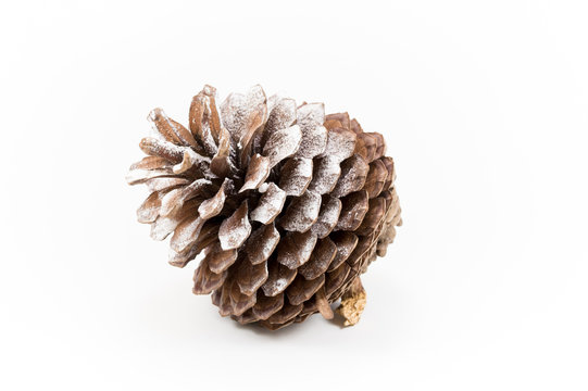 One Open Pine Cone Sprinkled With Snow On A White Background.