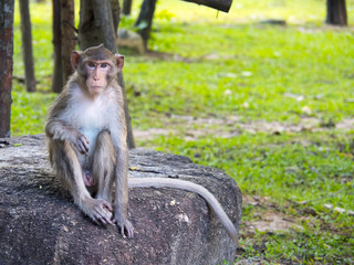 Sitting Monkey