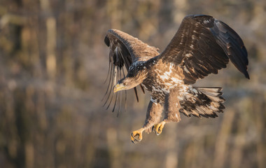 White tailed Eagle (Haliaeetus albicilla)