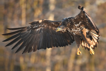White tailed Eagle (Haliaeetus albicilla)