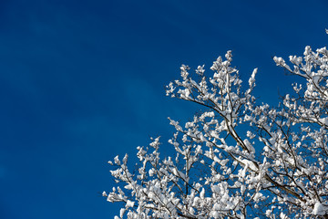 雪を被った木々