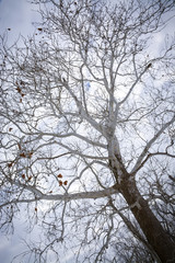 winter tree branches