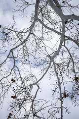 winter tree branches