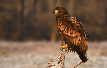 White tailed Eagle (Haliaeetus albicilla)