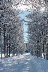 Naklejka premium 冬のシラカバ並木道