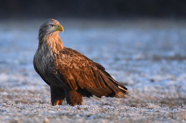 White tailed Eagle (Haliaeetus albicilla)