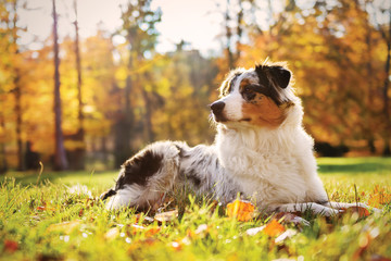 Australian Shepherd puppy in the autumn forest