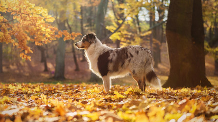 Australian Shepherd puppy in the autumn forest © johny87