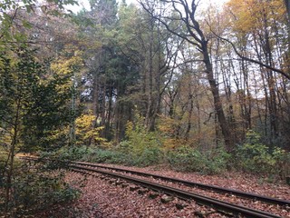 Bahnschienen im Wald im Herbst