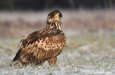 White tailed Eagle (Haliaeetus albicilla)