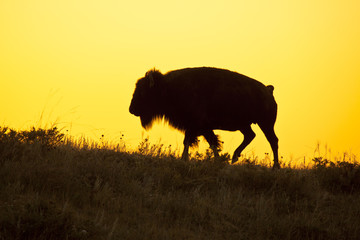Silhouette of bison at sunrise