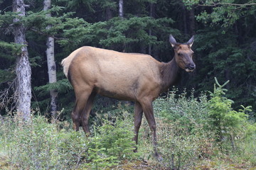 Moose - Alberta - Canada