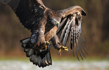 White tailed Eagle (Haliaeetus albicilla)