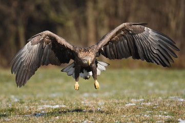 White tailed Eagle (Haliaeetus albicilla)