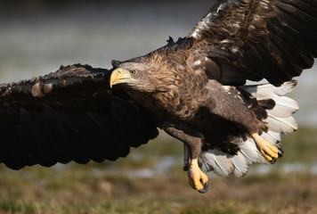 White tailed Eagle (Haliaeetus albicilla)