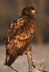 White tailed Eagle (Haliaeetus albicilla)