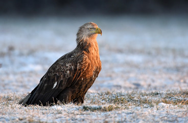 White tailed Eagle (Haliaeetus albicilla)