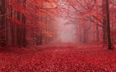 Deurstickers Natuur Autumn forest
