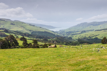 Fototapeta na wymiar Two lambs grazing
