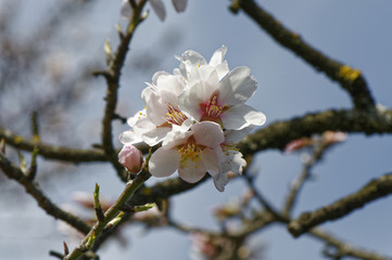Fleur d'amandier