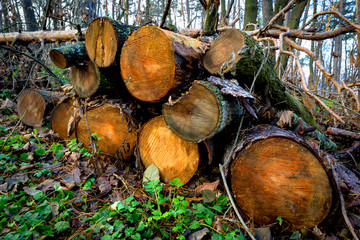 wooden logs in forest