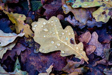wet autumn leafage