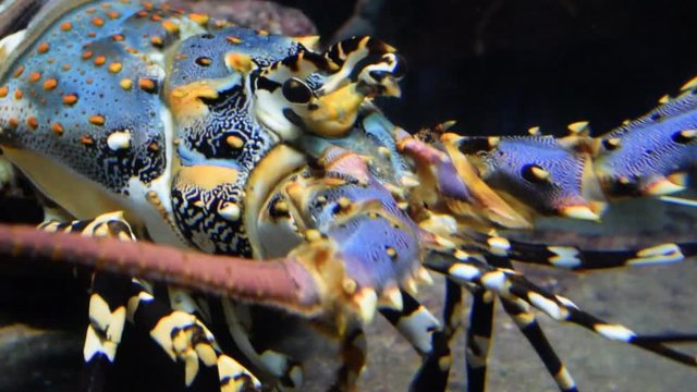 Colourful Iobster under water