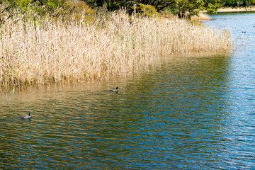 田貫湖と富士山