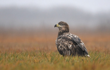 Fototapeta premium White tailed Eagle (Haliaeetus albicilla)