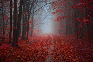 forest