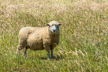 Fototapeta premium New Zealand sheep in the meadow