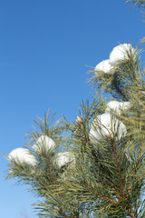 fir branch with snow