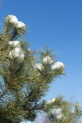 fir branch with snow